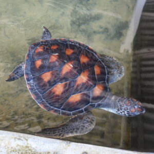 tumblr_inline_ocebs583y91szai6v_540